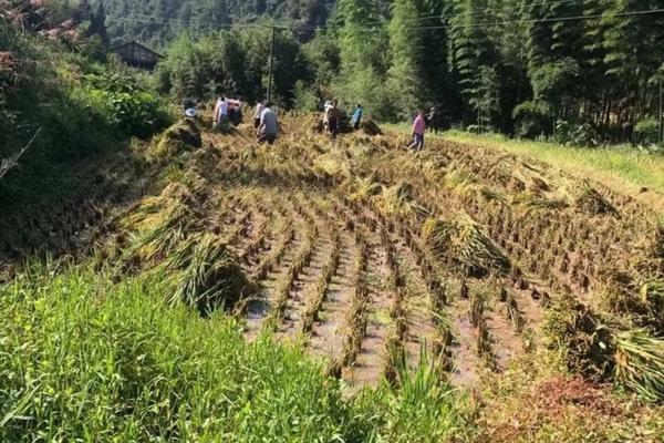 【如何使用多菌灵为土壤进行消毒:详细操作指南】