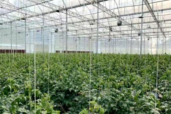 红薯杂草用什么除草剂最好 二甲四氯能不能用在红薯田?