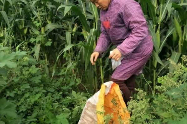 戊二醇是什么东西 戊唑醇是哪个公司研发的
