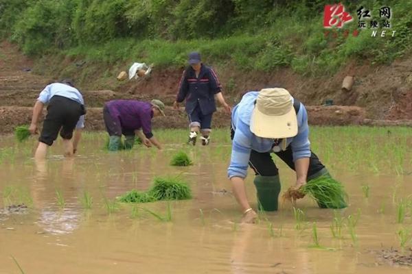 打了除草剂苦菜能吃吗 农村的什么野菜可以吃?