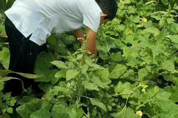 火龙果种植技术详解