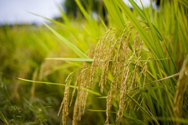 小麦种植全攻略：从土地准备到收获存储