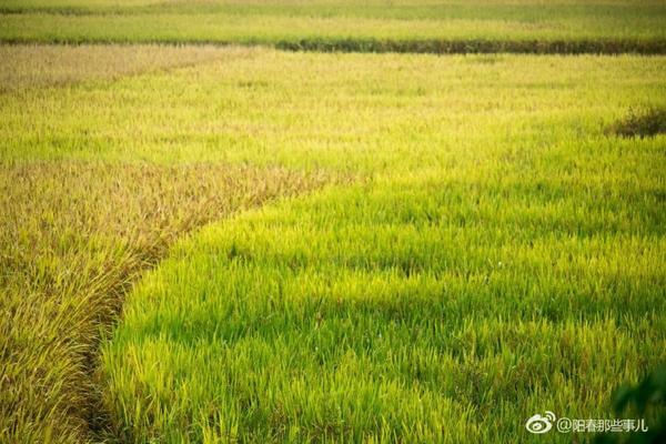 花生苗前用什么除草剂 花生田除草剂配方