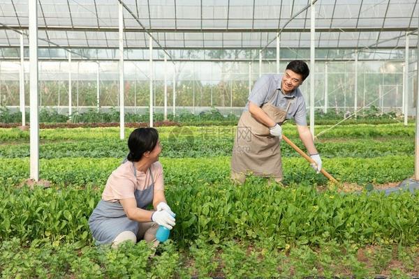 多菌灵使用后叶子发黄干枯怎么回事 发财树叶子黄了喷多菌灵有用吗?