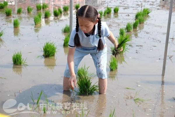 关于多菌灵能否浇兰花及其毒性问题解析