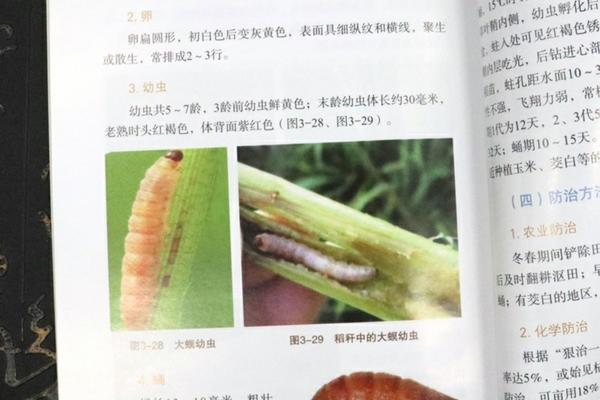 戊唑醇100克配多少斤水？详解使用比例与注意事项