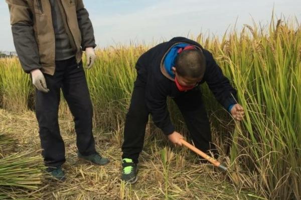 先正达益施帮的优缺点 先正达蓝鳞种植方法?