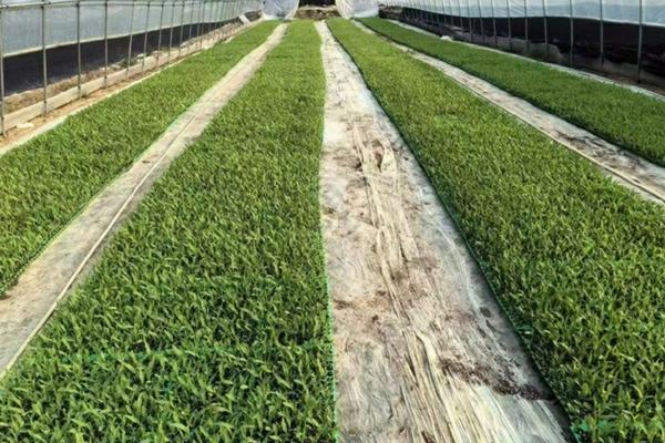 栽树苗生根粉怎么用效果好 移栽树生根剂正确使用方法？