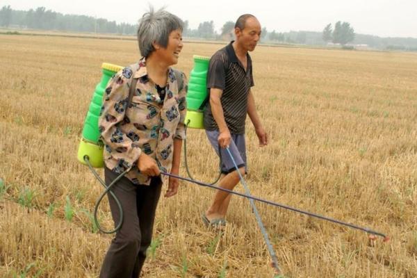 辣椒苗盘育苗全过程 辣椒苗种植的全过程?