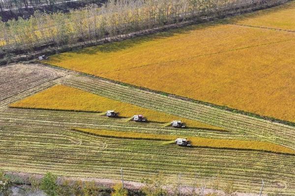 甲维毒死蜱成分详解:性质、应用与安全性评估