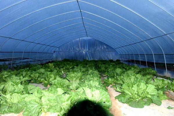 花生地狗尾草用什么除草剂好 旱稻田里的杂草用什么药能除掉？