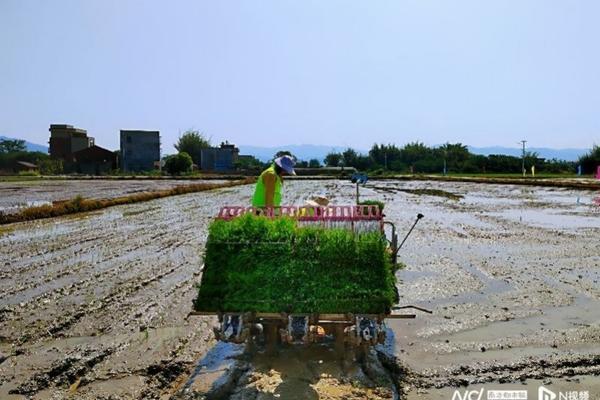 豇豆打错了除草剂多久可以结豇豆 精喹禾灵能用在豆角地里吗？