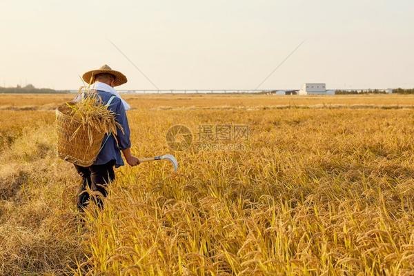 仓鼠公母区分图片 仓鼠如何认主人