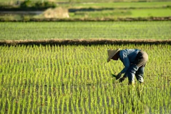 速乐红怎样用效果好 多人跳跳乐红色拳头怎么过?