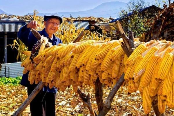 蜗牛窝可以用多菌灵吗 岩柏树种植方法?