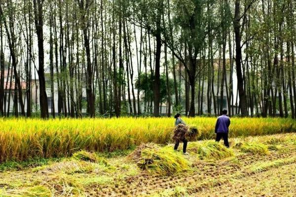 多菌灵浇花会伤根吗？——探究多菌灵的合理使用与植物安全