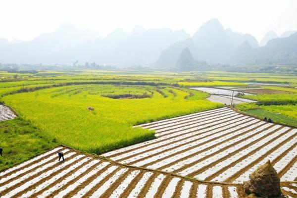 杀米虫用什么杀虫剂 水稻卷叶虫特效杀虫剂