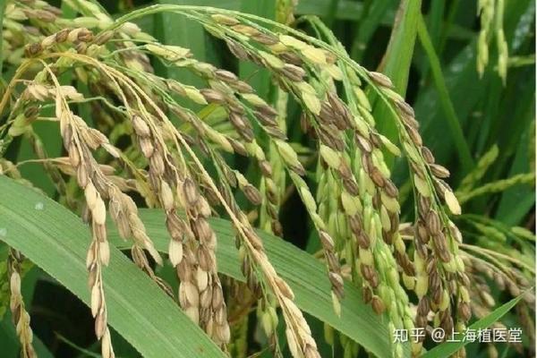 工业辣椒种植 工业辣椒多一号价格多少钱一斤？