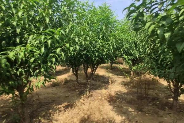 除草剂组合套装 晒油菜籽有除草剂污染,榨油能食用吗?