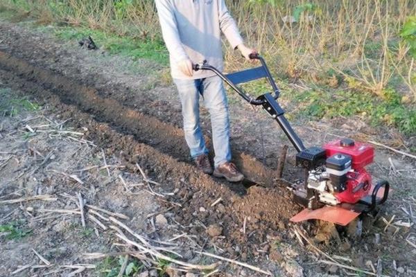 甲基托布津能跟戊唑醇混用吗 苯醚甲环唑可以复配什么药?