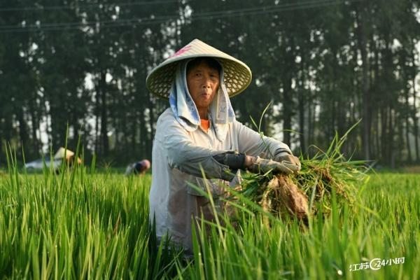 芸苔素与杀菌剂能否混用：详解使用注意事项