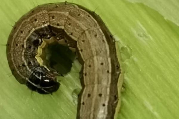 10吡虫啉可湿性粉剂兑水比例 多菌灵吡虫啉混合怎么兑水