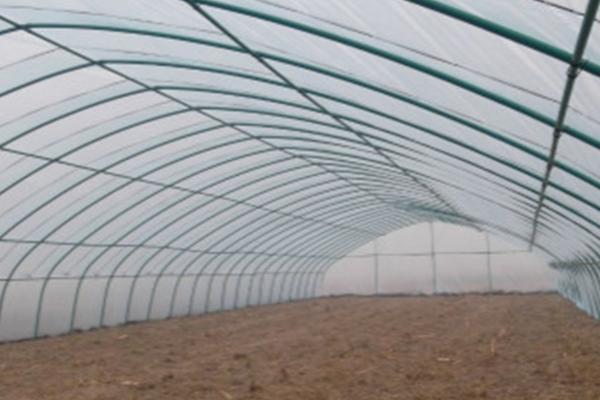 黑龙江桔梗专用除草剂 桔梗地里的莎草科杂草用什么除草剂好?