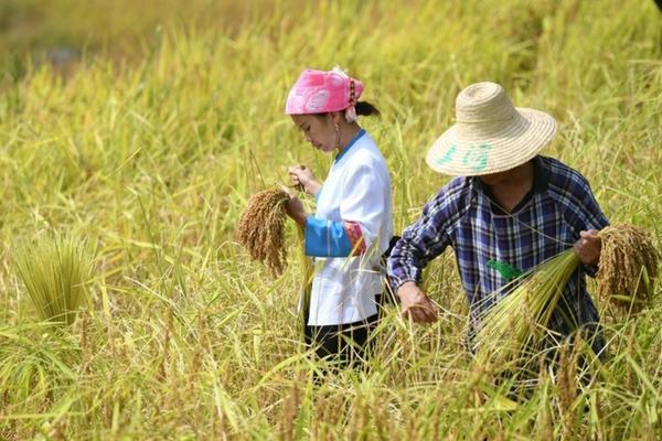 阳光玫瑰葡萄保果膨大剂配方 不需要膨大处理的葡萄品种?