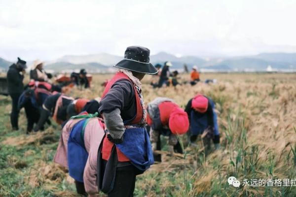 含羞草是什么样的图片 含羞草的花长啥样