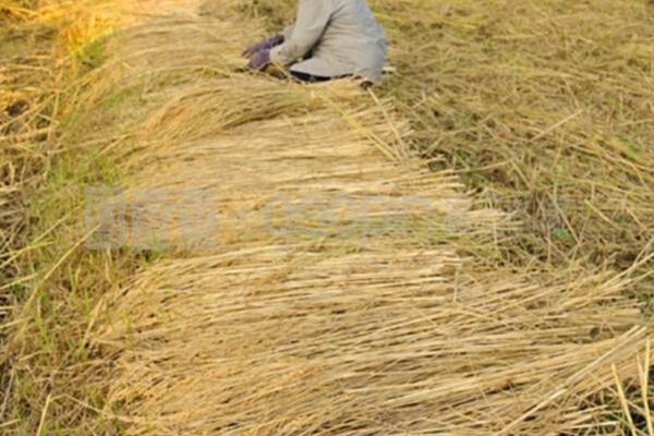 防治蚜虫的建议有哪些 防治柑橘潜叶蛾蚜虫用什么农药?