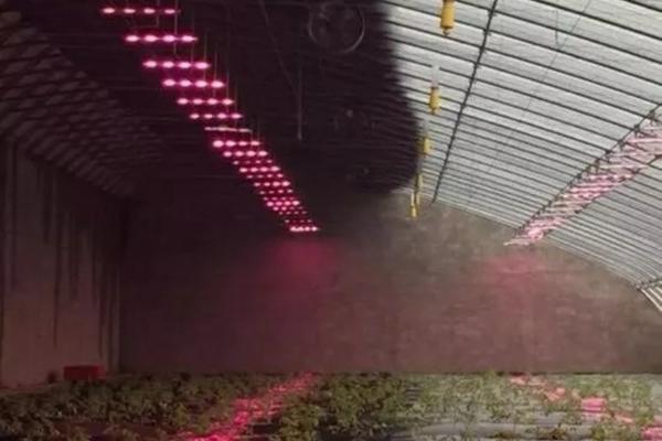 月季吡虫啉的用法用量详解