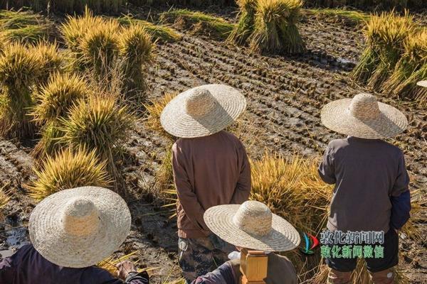 戊唑醇的作用与区别 肟菌戊唑醇和苯甲吡唑酯哪个好?