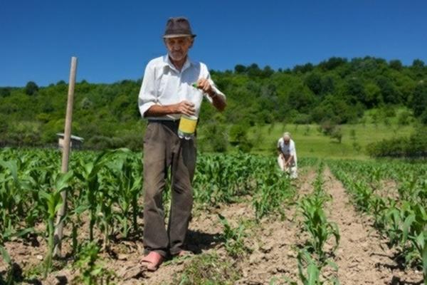 朱顶红冬眠用多菌灵 朱顶红不长叶子是怎么回事?