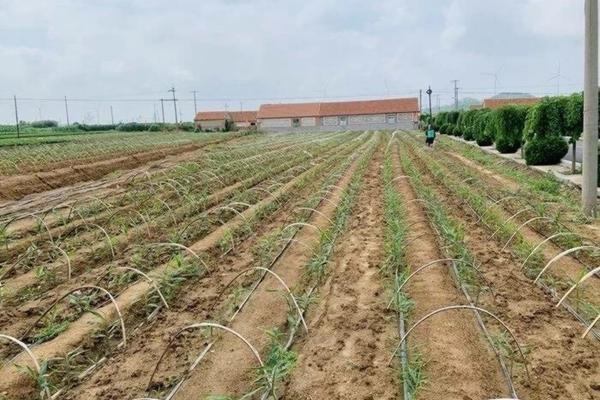 阴性草可以见强光吗 兰花散射光的正确方法?