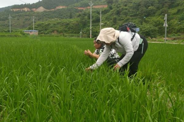 生根粉和多菌灵能否混合使用?解读使用注意事项与效果分析