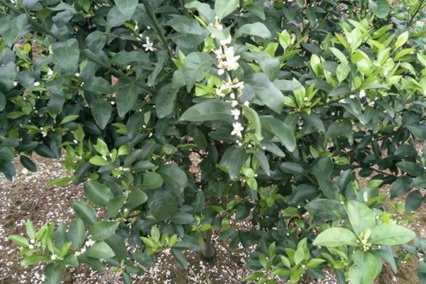 毒死蜱在蔬菜种植中的应用及其安全性探讨