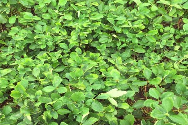 什么季节给果树涂白 果树涂白时间是什么时候?