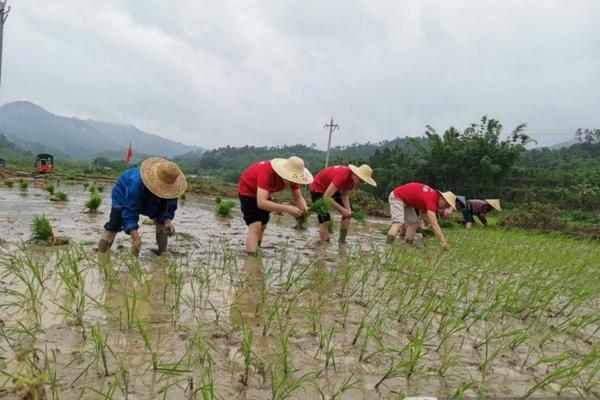 多菌灵是否可以喷叶子 烂根多菌灵的正确使用方法?