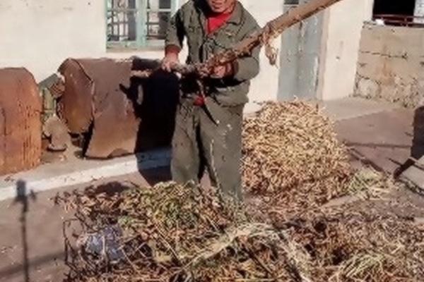 多效唑和乙烯利控梢促花 多效唑和乙烯利控梢促花?