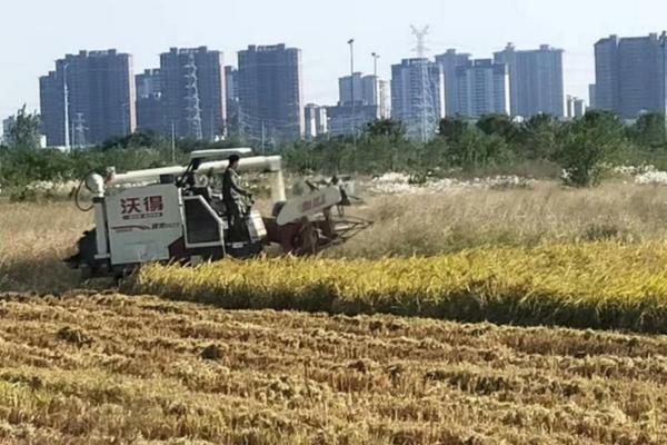空心菜种子催芽怎么催 空心菜的种子种植方法?
