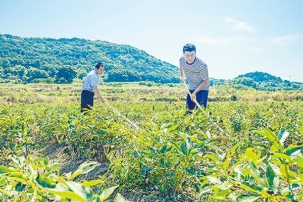 西瓜苗期慢枯病的图片 西瓜苗太阳一出来就枯萎
