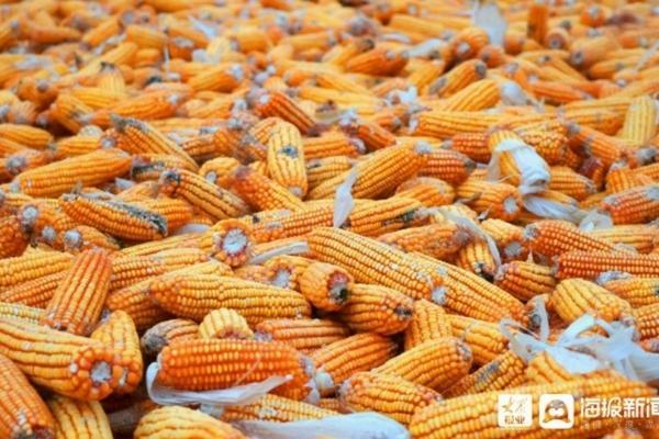 沙土地小麦能打除草剂吗 为啥苗后除草剂不太管事?