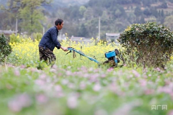 “关于使用多菌灵灌根的正确兑水比例：理解与实施的指南”