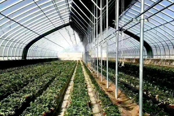 铁锈病用什么杀菌剂 葵花锈病用什么杀菌剂