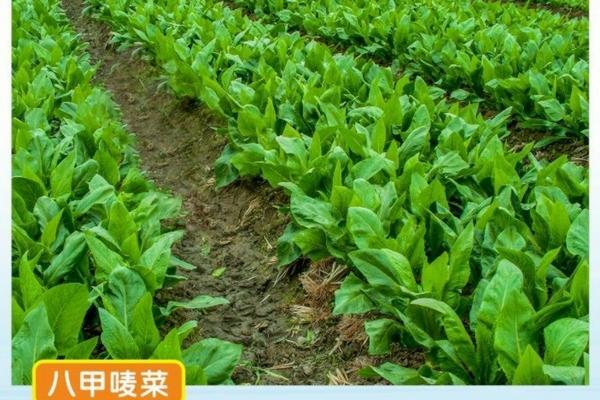 高标准大棚造价 农业大棚造价?