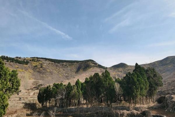 妮娜皇后葡萄种植和管理技术资料 妮娜公主葡萄优缺点?