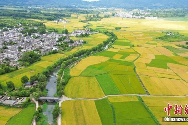野桑树的图片和特征 野桑叶和家桑叶哪个药用好