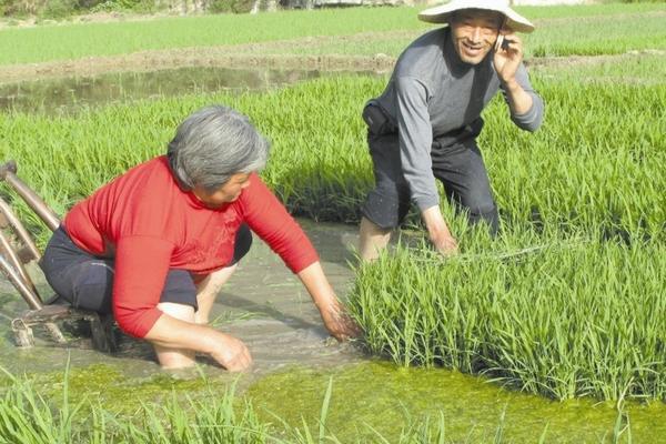 己唑醇和戊唑醇在小麦上区别 100克戊唑醇打多少亩地小麦