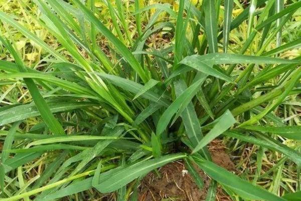 洁田稻专用除草剂 水稻田除草剂禾攻略