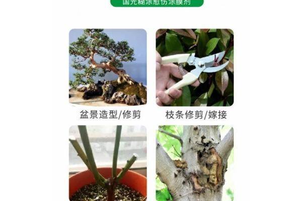 芸豆种子拌多菌灵的方法 芸豆种子怎样催芽快？